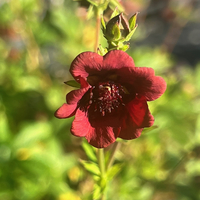 Potentilla thurberi